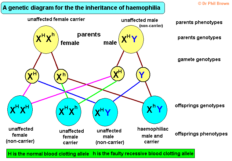 Sex linked Genetic Disorder Of Haemophilia Hemophilia Punnett Square Sex linked Genetic Disorder Of Haemophilia Hemophilia Punnett Square