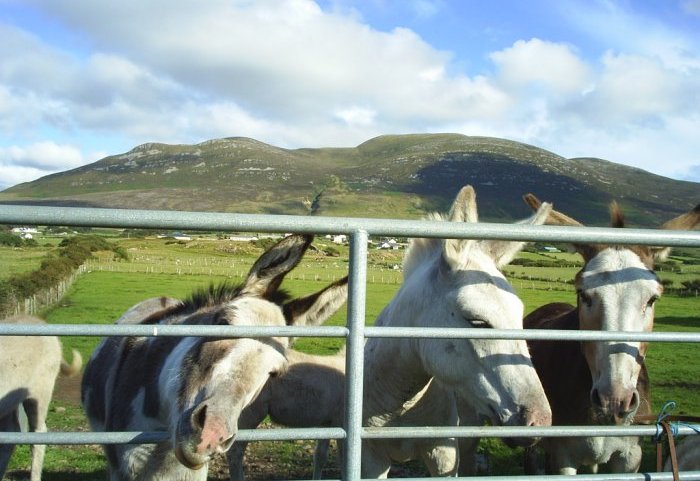 1. The donkeys below the Urris Hills near Clonmany, Inishowen, Co. Donegal, Ireland