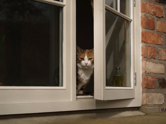 33. The case of the curious cat in Lastingham Village, North Yorkshire