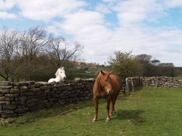 35. 'Can't we be friends?' White horse and chestnut brown horse in Danby Dale