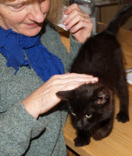 15. A stray cat turned up at the Burren Centre, Kilfenora village, Co. Clare, Ireland. It was adopted by a girl in the village and called Midnight and turned up in the evening for the nights entertainment at Vaughan's Pub Set Dancing Barn and was completely unfazed by the proceedings at Kilfenora!