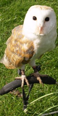 19. Birds of Prey, Castleton Village Show, North Yorkshire