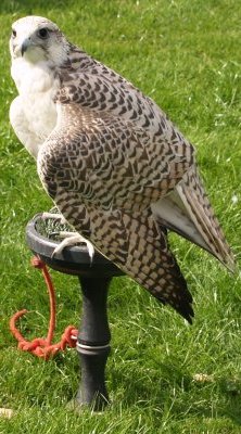 19. Birds of Prey, Castleton Village Show, North Yorkshire