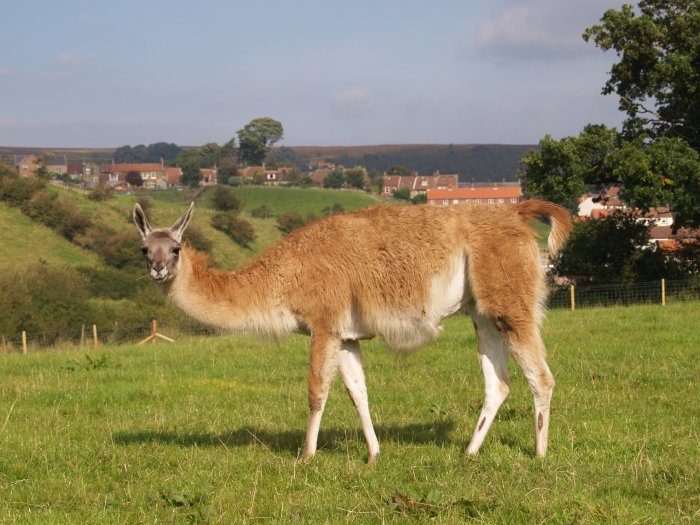9. The lama of Castleton, North Yorkshire!