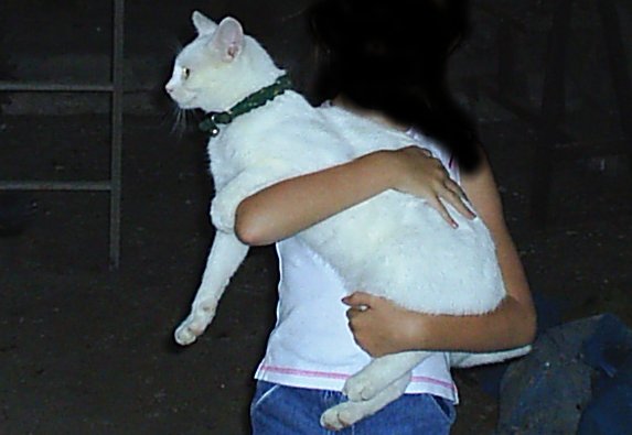 6. The mysterious white cat in the old mill.