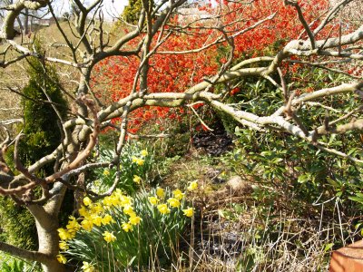 Spring 'Garden flowers' near Little Salkeld.