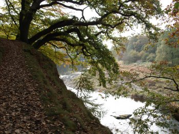 Autumn scene - River Eden walk, Eden Vale, Cumbria, Northern England