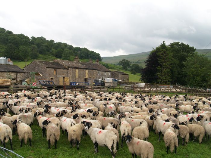Wharfedale Walking