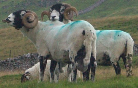 Wharfedale Walking