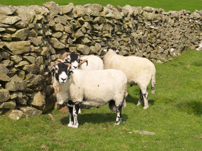 Crummack Dale Austwick Walk