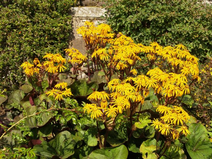 Parcevall Hall Gardens