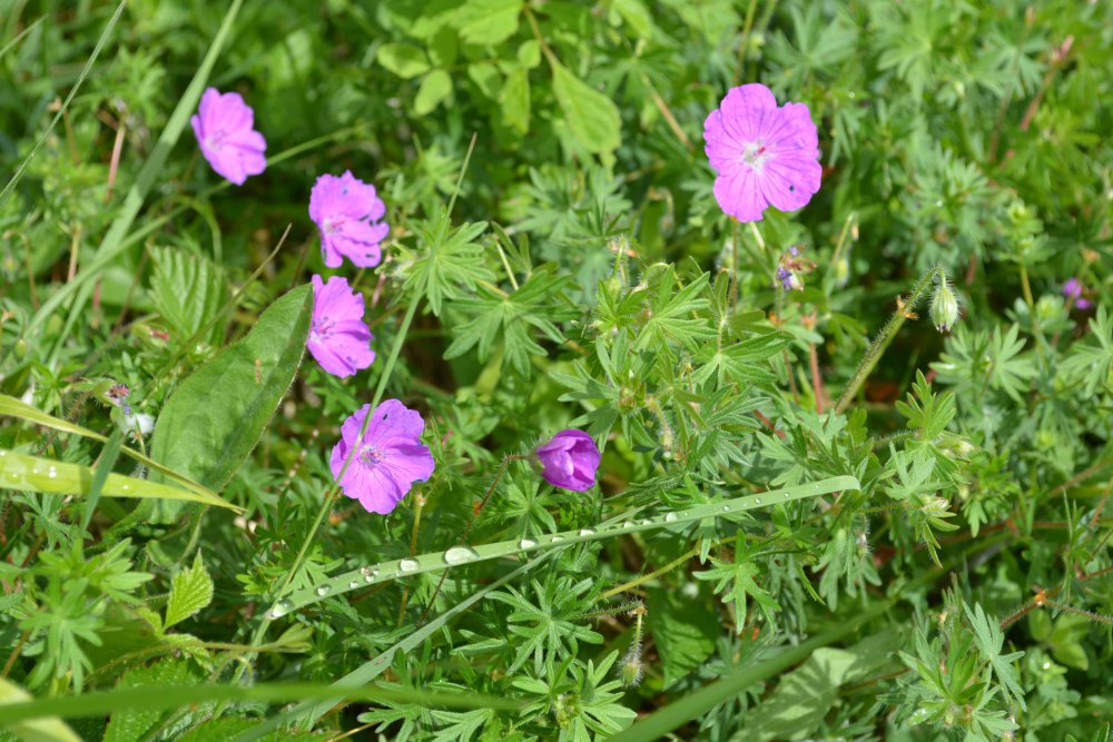  Newbiggin-on-Lune Smardale Nature Reserve Walk, Cumbria, England