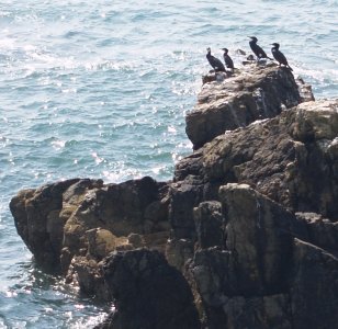 Howth to Sutton Cliff Walk