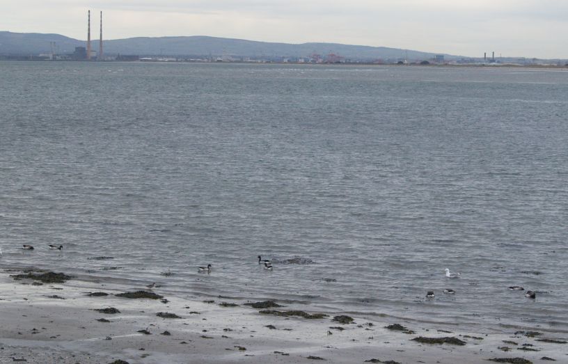 Good bird watching at the end of the walk you walk by the North Bull island Nature Reserve near Sutton Cross Howth to Sutton Cliff Walk, Co. Dubin, Ireland