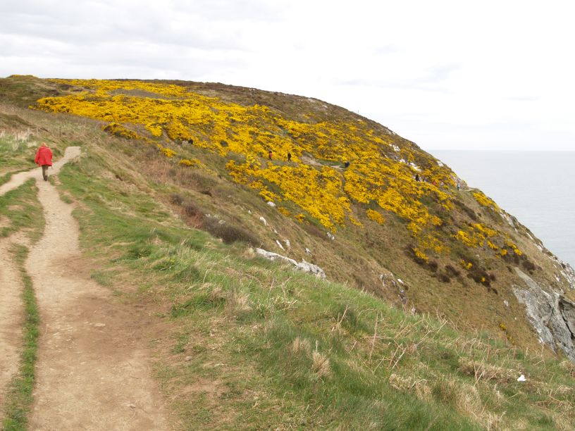 Lots of gorse out in full bloom in spring-time on the lovely Howth Cliff Walk Howth to Sutton Cliff Walk, Co. Dubin, Ireland