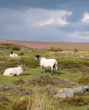 On the left the purple heather cum sheep walking so characteristic of walking on Oakley Walls between Danby and Lealholm Stations.