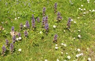 wild flowers in Riccal Dale