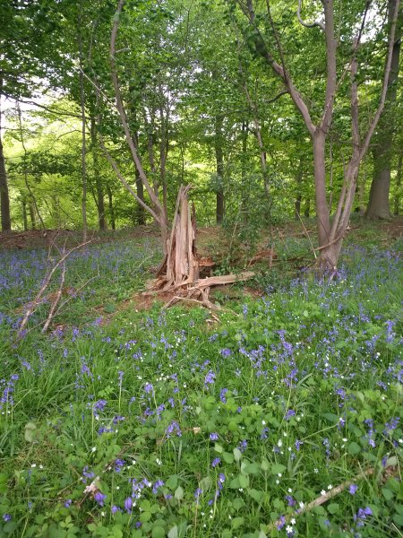 Bluebells Walk in Riccal Dale near Helmsley North Yorkshire North York Moors National Park, England