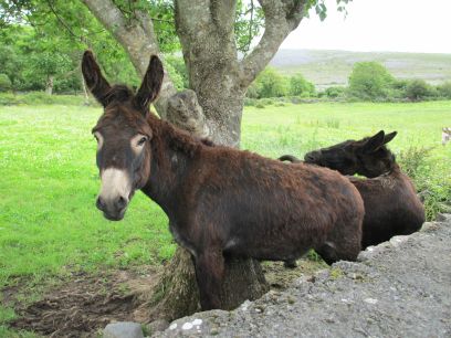 New Quay, Church, ruined Castle, The Burren, Co. Clare