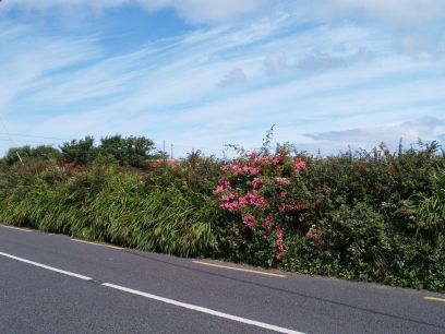 Ballyferriter