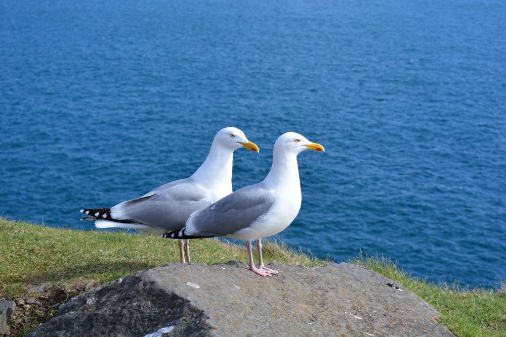 Slea Head Drive - Wild Atlantic Way