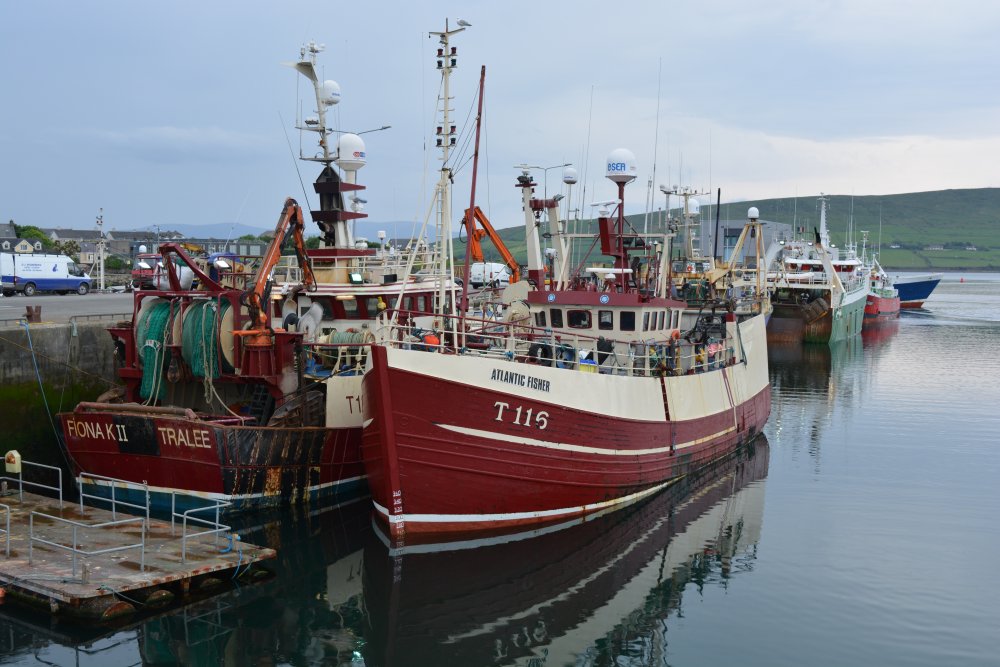 Fiona K II (Tralee) and Atlantic Fisher T116 along with other fishing boats in Dingle Harbour