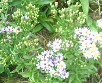 Wild flowers on the cliff walk.