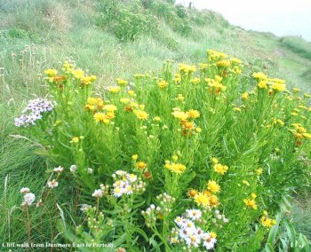 Wild flowers on the cliff walk.