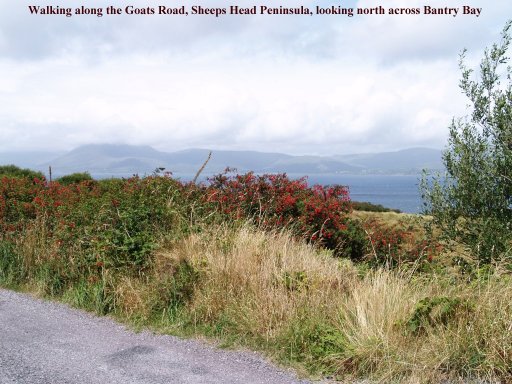 Looking across Bantry Bay to the Beara Peninsular from the Goats Road on the Sheep's Head Peninsula.