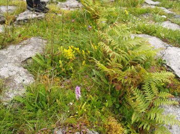 Ferns and orchids on the limestone pavement - Car drive from Kilfenora to Ballyvaughan, The Burren, County Clare, West of Ireland