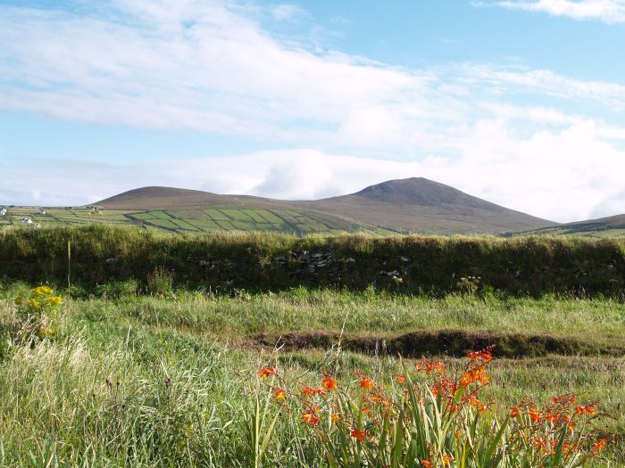 The hills near Dunquin and hedgerows of monbretia - Dunquin, Dingle Peninsular, Co. Kerry, West of Ireland