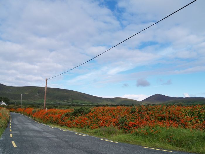 Continuing westwards passed wonderful hedgerows of monbretia. - Dingle Peninsular, Co. Kerry, West of Ireland
