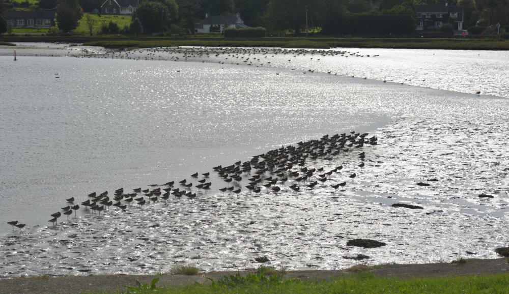 huge flocks of wader birds on the mudflats near the start of the Timoleague to Courtmacsherry estuary nature walk Co. Cork West of Ireland