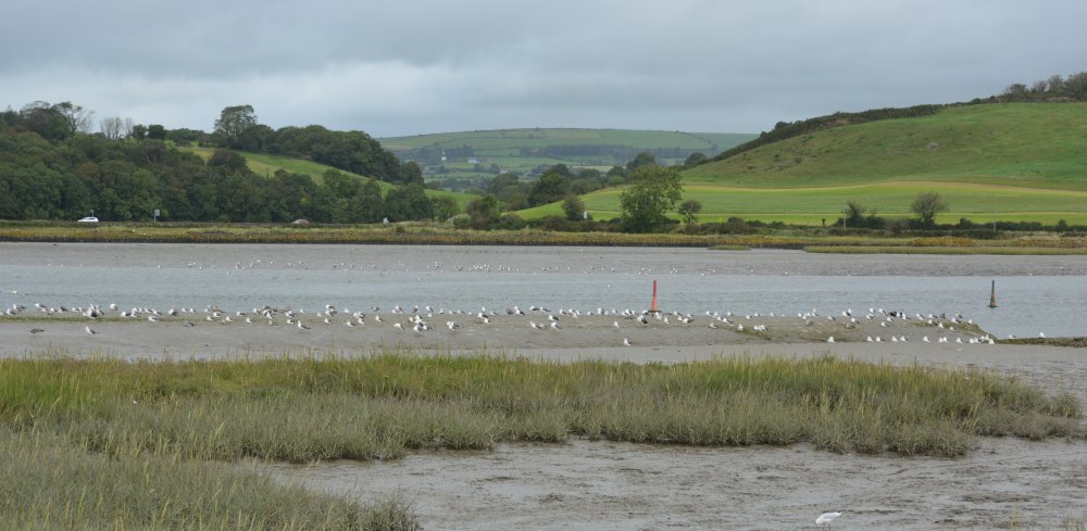 Lots of waders and gulls on the estuary bird watching on the Timoleague to Courtmacsherry estuary nature walk Co. Cork West of Ireland