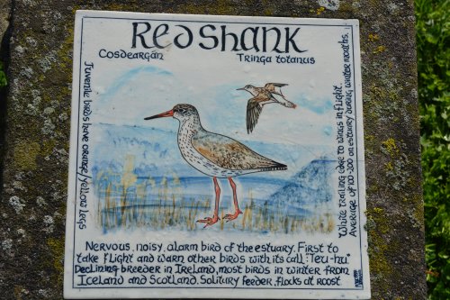 redshank Timoleague to Courtmacsherry estuary nature walk Co. Cork West of Ireland