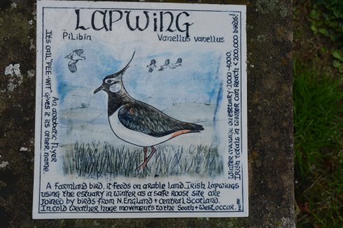 lapwing Timoleague to Courtmacsherry estuary nature walk Co. Cork West of Ireland