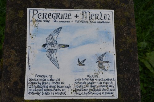 peregrine merlin Timoleague to Courtmacsherry estuary nature walk Co. Cork West of Ireland