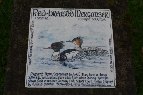 red-breasted merganser Timoleague to Courtmacsherry estuary nature walk Co. Cork West of Ireland