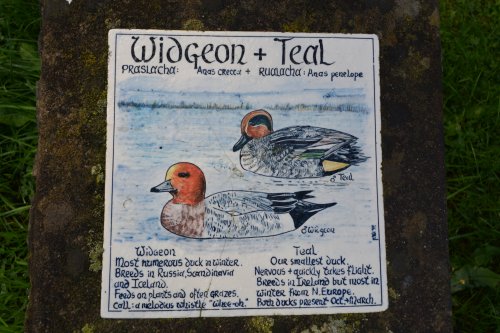 widgeon and teal ducks Timoleague to Courtmacsherry estuary nature walk Co. Cork West of Ireland
