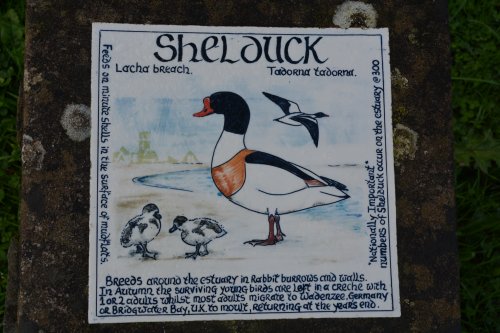 shelduck Timoleague to Courtmacsherry estuary nature walk Co. Cork West of Ireland