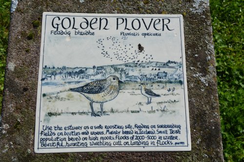 golden plover Timoleague to Courtmacsherry estuary nature walk Co. Cork West of Ireland