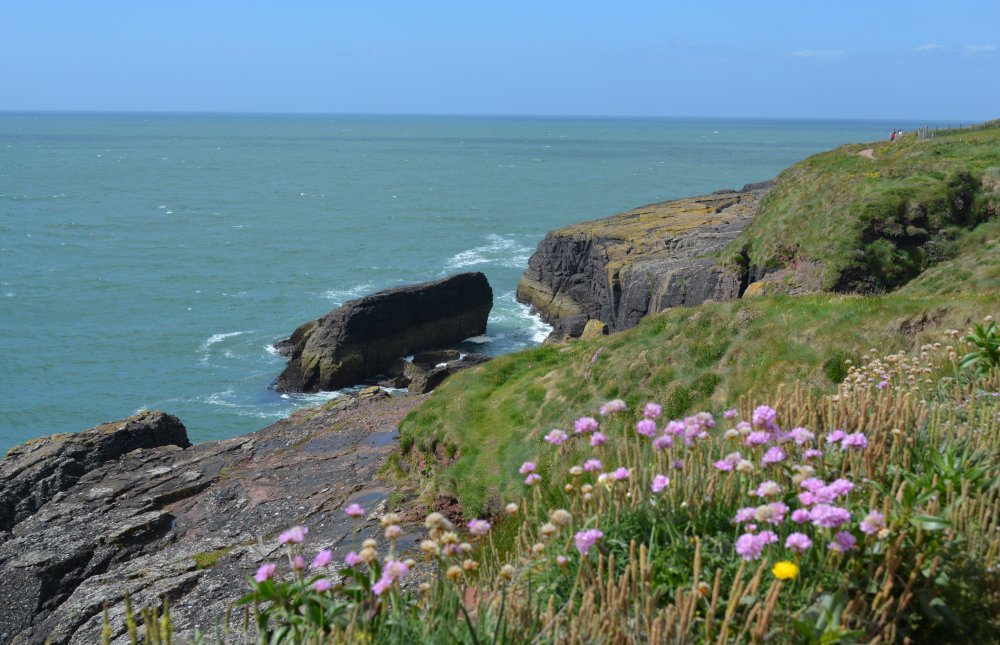 Sea pink on the Dunmore East to Portally cliff walk Co. Waterford, Ireland