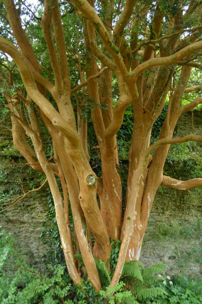 Lismore Castle Gardens