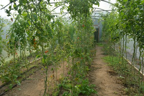 The polytunnels in the Grow HQ Cafe Garden, Co. Waterford, Ireland
