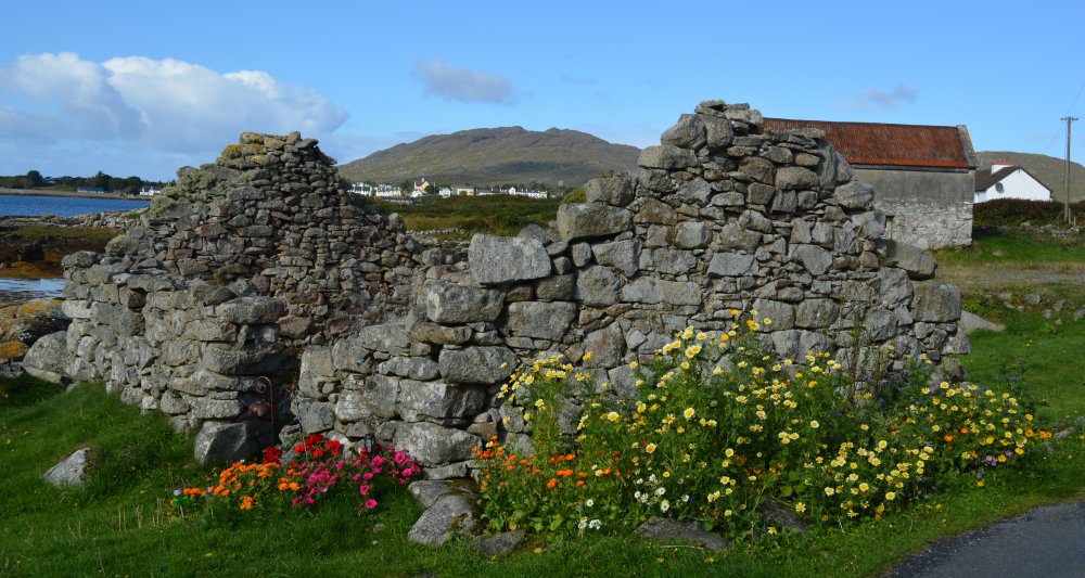 On the west side of Inishnee look out for an old ruined house beautifully decorated with flowers Inish Nii Inish Nee Inishnee Loop Walk, Connemara, Co. Galway, Ireland