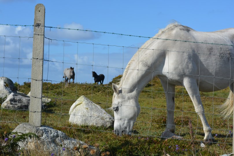 Some ponies on Inishnee Inish Nii Inish Nee Inishnee Loop Walk, Connemara, Co. Galway, Ireland