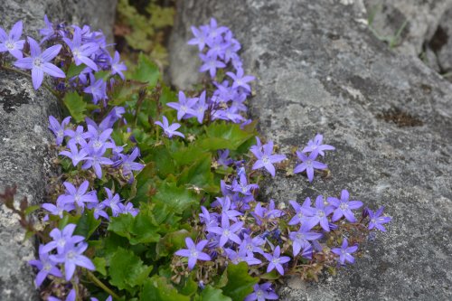 Trip to Inishmore (Inis Mor), Arran Islands, Co. Clare, Ireland, Wild Atlantic Way