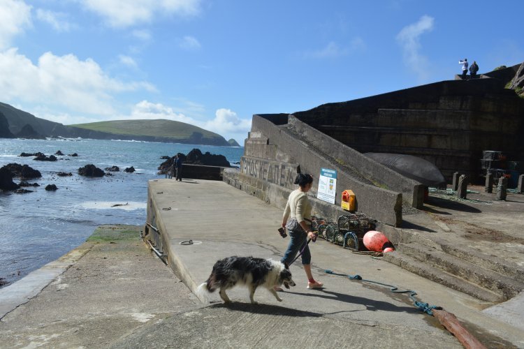 There is just about room to take a dog for a walk on Dunquin pier! Dunquin village pier, Dingle Peninsula, Co. Kerry, Wild Atlantic Way, Ireland