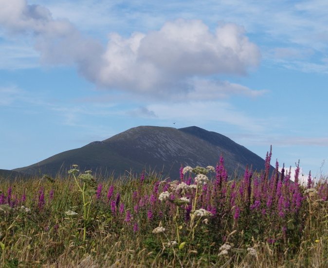 97. Slievemore Mountain and Purple Loosestrife, Achill Island, Co. Mayo, Ireland. Didn't notice at first, but on blowing up the picture revealed a large bird of prey just to the left of the summit.