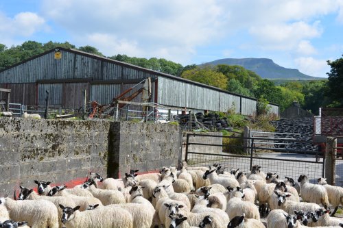  Farm at Bracken Bottom, Horton-in-Ribblesdale Climbing Pen-y-ghent, walk from Horton-in-Ribblesdale